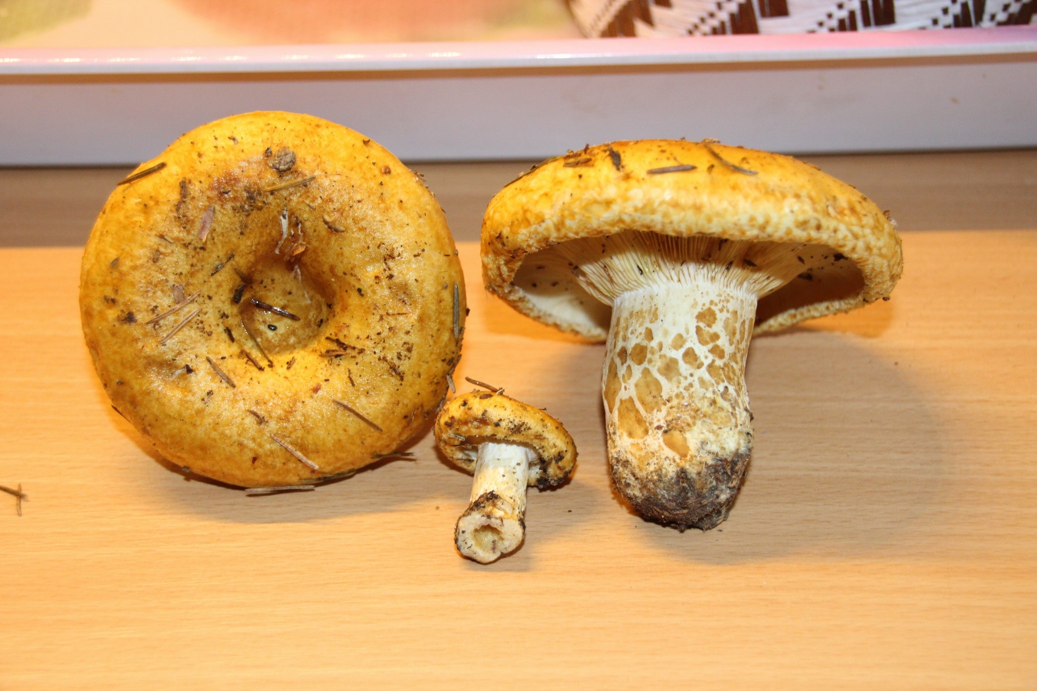 Grubiger Fichten-Milchling - Blick auf drei Exemplare. Wichtigste Merkmale: die strohgelbe Hutfärbung und mit am wichtigsten der grubige Stiel (wirkt auf Bildern wie gefleckt)